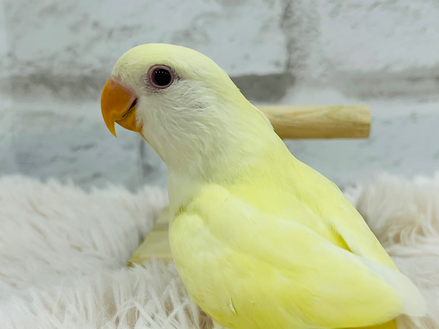 【最新画像更新🪄もうすぐひとり餌‪☆】ひよこみたいなかわい子ちゃん🐣コザクラインコ(クリーム) ヒナ