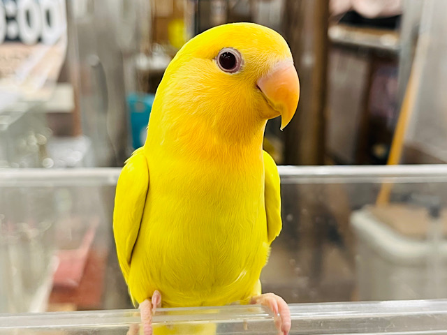 【最新画像更新🪄もうすぐひとり餌‪☆】太陽サンサン☀️みんなを照らすよ𖤐 ̖́-‬コザクラインコ(オレンジフェイスルチノー) ヒナ