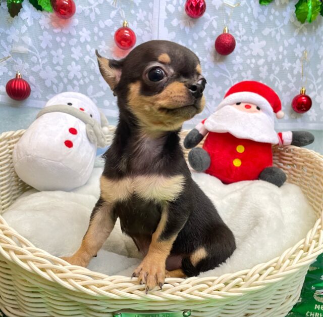 ☆最新画像☆癒しのち〜くん☺️💓スムースチワワ(ブラック＆タン)🖤男の子🩵2024年9月14日生まれ