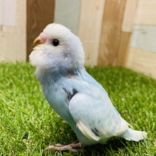 最新画像あります🩵水色好きにはたまらない可愛さです🩵爽やかさNo.1のセキセイインコ（スパングル）