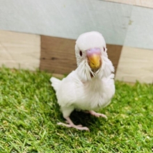 最新画像あります❤️キラキラ輝く赤目ちゃん😍✨セキセイインコのアルビノ❗️