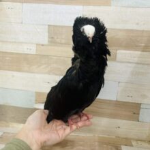 ゴージャス襟巻き！ジャコビン鳩