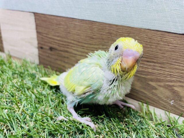 宝石のような美しさのビューティーちゃん💚セキセイインコのパステルカラーレインボー🌈