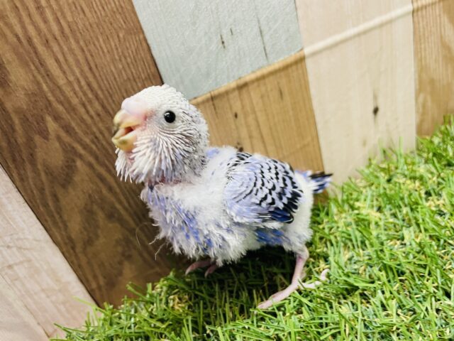 元気いっぱいなアピール上手になれるかな❣️❓セキセイインコのオパーリン！！