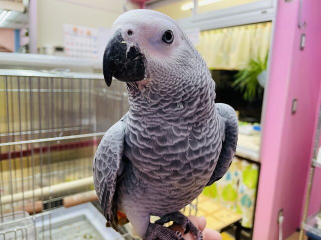 最新画像あります📷メロメロ必須💕超甘えん坊なヨウムのヒナがやってきたー‼️