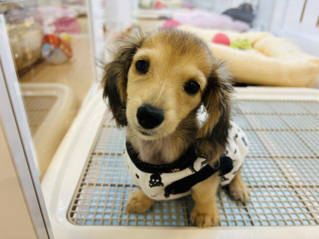 超ホヤホヤ最新画像✨モルモットじゃないよ！？わんちゃんだよ🐶ミニチュアダックスちゃん！