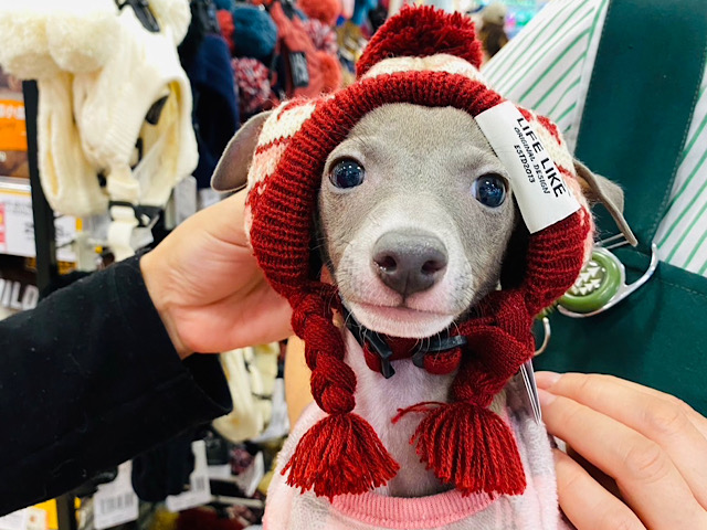 可愛すぎるじゃ〜〜ないかっ♡イタリアングレイハウンドくん！