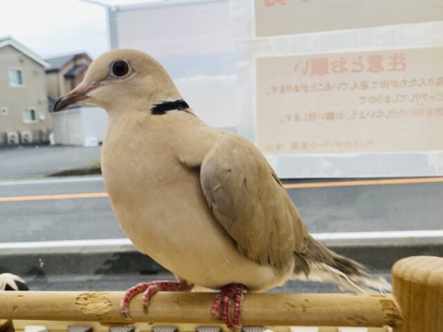 最新画像有ります❗️ハト胸でドヤ顔見せちゃうよ😏😏ジュズカケバトさん🐦