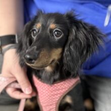 12/13最新📷かわいい♡まろ眉🧡ミニチュア・ダックスフンド（ブラック&タン）2024年7月1日生まれ　男の子