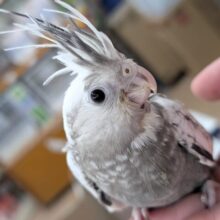 🌟最新画像🌟 白黒チェック～🤍🖤 オカメインコ(ホワイトフェイスパールパイド)