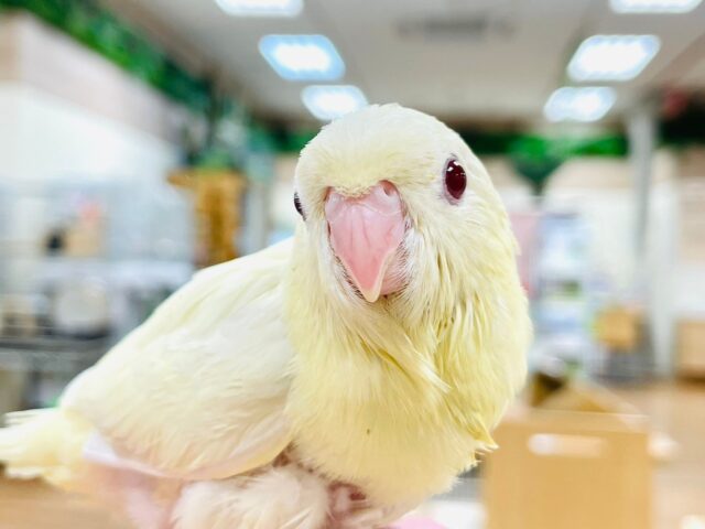 【最新画像更新🪄】ぴーぽぽ！ヒナ鳴きが止まらない💓サザナミインコ（クリームルチノー）