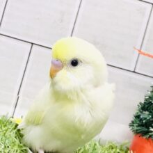 優しさに包まれそうなカラー(#^.^#)　セキセイインコ