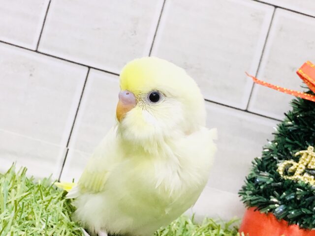 優しさに包まれそうなカラー(#^.^#)　セキセイインコ