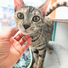 最新画像！ジェネッタ(ブラウンスポッテッドタビー)女の子♪抱っこは苦手だけど…