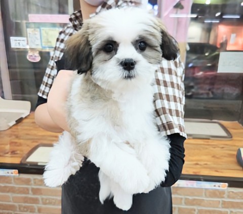 最新画像！ハーフ犬（マルチーズ×シーズー）女の子♪むっちりボディなハイテンションガール💕