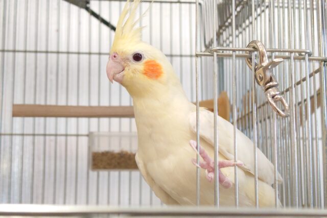 動画あり☆オカメさんへの歩み方を楽しみましょっ♫　オカメインコ　ルチノー〜〜