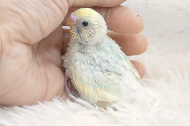 賑やかさと華やかさと豪快っ　セキセイインコ　パステルレインボースパングル～～
