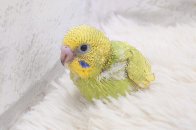 じつは、走るのが好きだったりするーー　セキセイインコ　スパングル～～