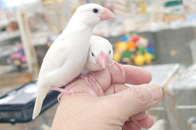 最新画像になります☆自由気ままに～～ちゃっちゃぁーーっ♫　白文鳥〜〜
