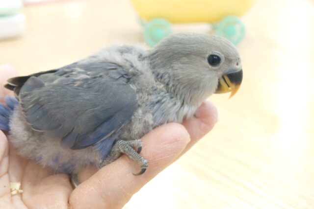 最新画像になります☆　めっちゃくちゃ笑顔が可愛いコっ♪　コザクラインコ　バイオレット～～
