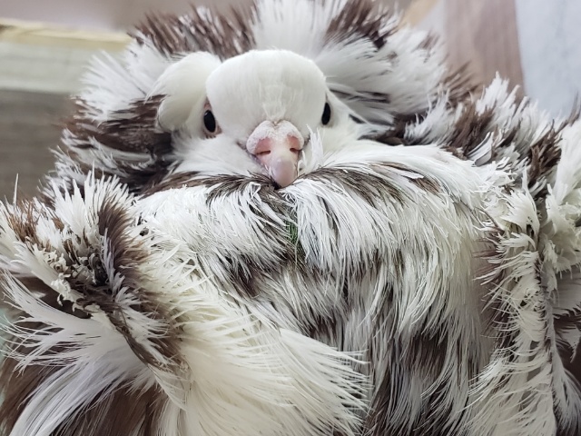 ジャコビン再び！