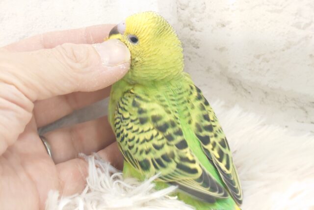最新画像になります☆　あの子の見つめるその先に。。。セキセイインコ(オパーリン) ヒナ