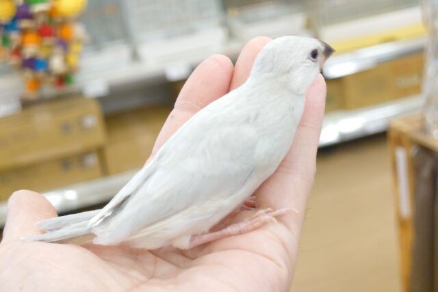 最新画像になります☆　手のひらが極上ベッド♫♪　シルバー文鳥～～