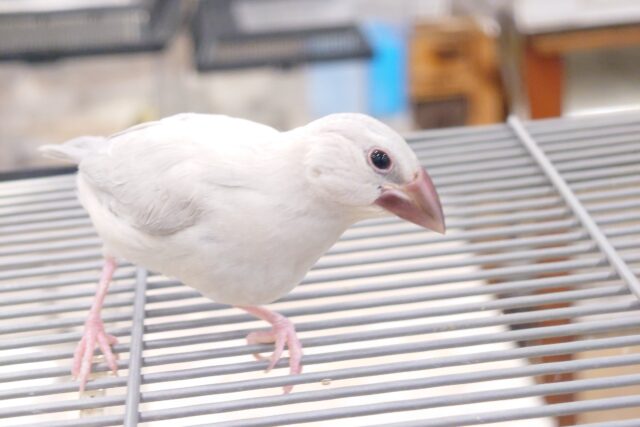 最新画像になります☆　でたっ！自由行動～☆彡　シルバー文鳥～～
