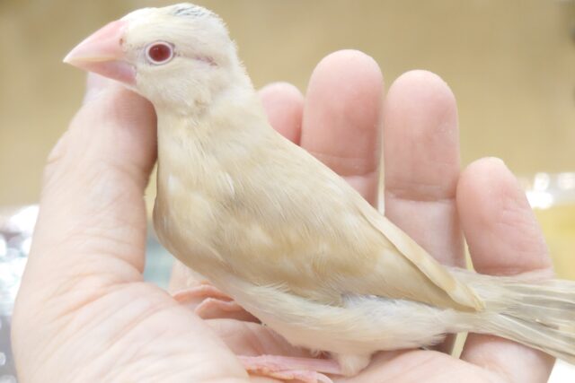【動画更新🪄】最新画像になります☆　ほわわ〜ん🫧ほっこり暖まる♡　祝☆ヒナの食事、卒業間近☆彡 シナモン文鳥～～