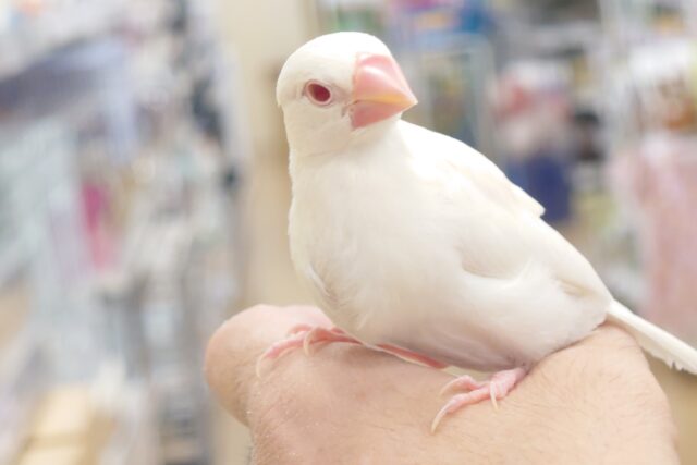 最新画像になります☆もぞもぞ～んーーぐりぐり☆☆　アルビノ文鳥～～