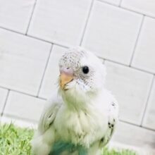 担当者一押しカラーです！！　セキセイインコ