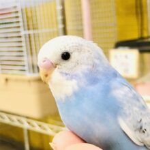 【最新画像更新☆☆】斑点模様でオシャレにきまってる？？　セキセイインコ