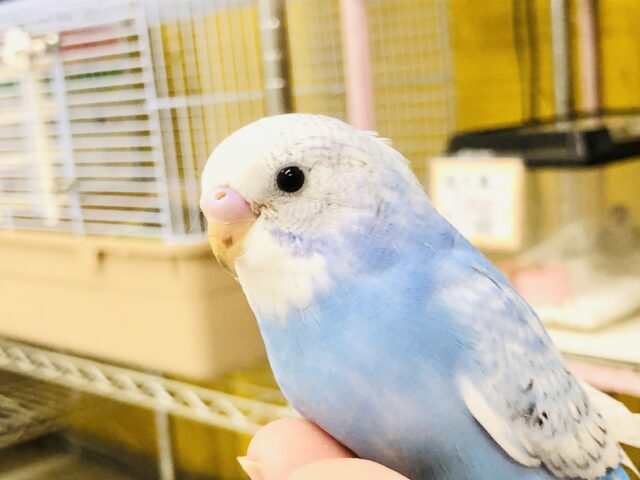 【最新画像更新☆☆】斑点模様でオシャレにきまってる？？　セキセイインコ