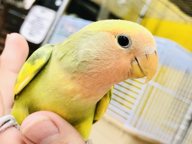 【最新画像更新☆☆】意外なカラフルカラー！？　コザクラインコ