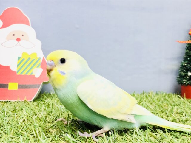 【最新画像更新☆☆】美人カラーさん♪♪　セキセイインコ