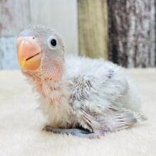 わたっ子の天使🪽シロボタンインコ　ヒナ
