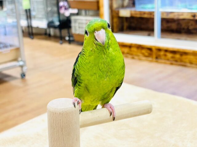 【最新画像・動画更新🪄2回エサになりました☆】ふわふわもこもこ妖精ちゃん🧚サザナミインコ（ノーマル）