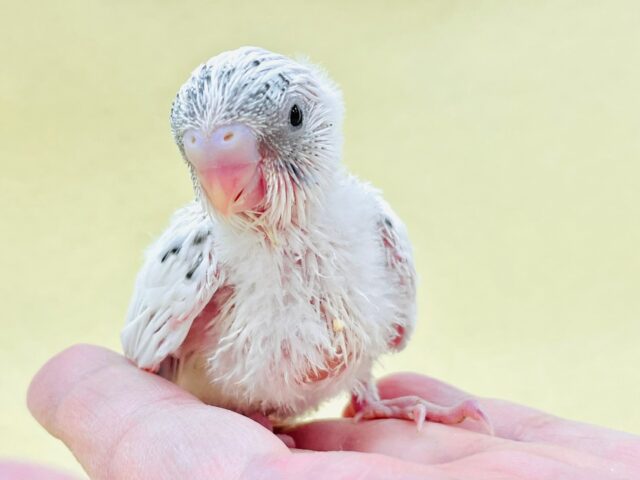 控えめな模様がお上品𖤐´-セキセイインコ（ハルクイン）ヒナ