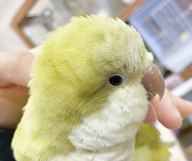 まん丸なお顔☺️ オキナインコ🍵（ダークSFパリドブルー）