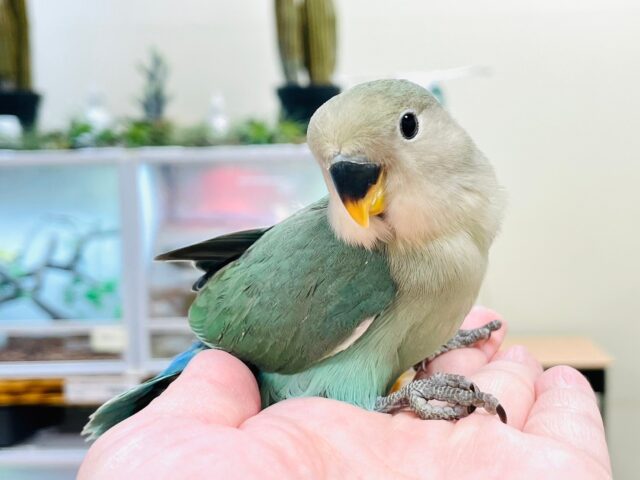 【最新画像更新🪄】愛くるしいお顔♡*゜コザクラインコ（ブルーチェリー）ヒナ