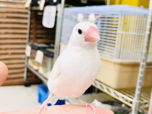【最新画像更新☆☆】オシャレにコート羽織ってみたりして・・・　白文鳥