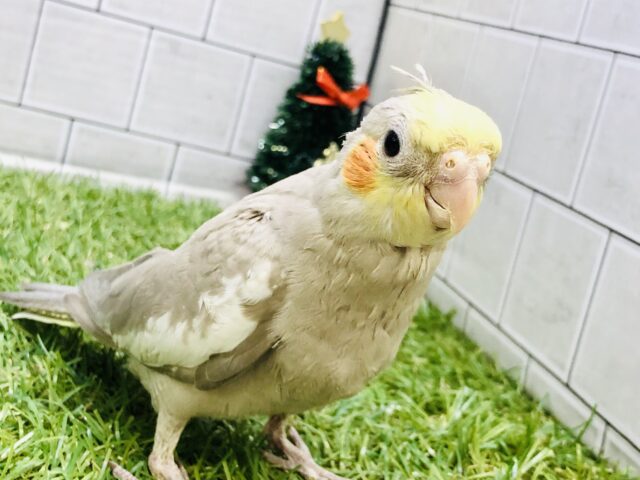 【最新画像更新☆】落ち着きのあるカフェオレカラー☕　オカメインコ