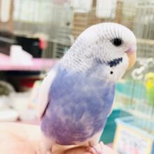 【最新画像更新☆☆】奇跡のベストショット！？　セキセイインコ
