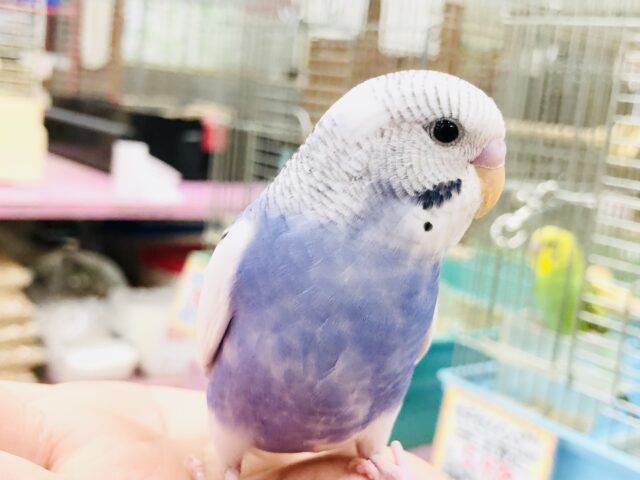 【最新画像更新☆☆】奇跡のベストショット！？　セキセイインコ