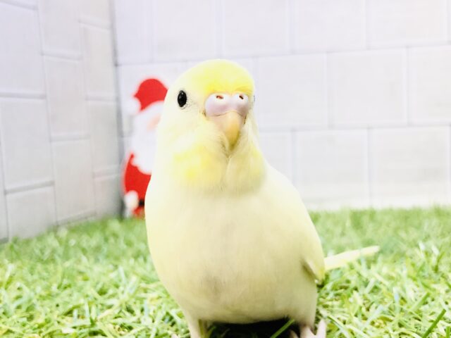 【最新画像更新☆☆】縁取り華やかに・・・・　セキセイインコ