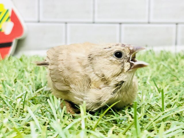 て～て～鳴き声激カワ(*”▽”)　キンカチョウ