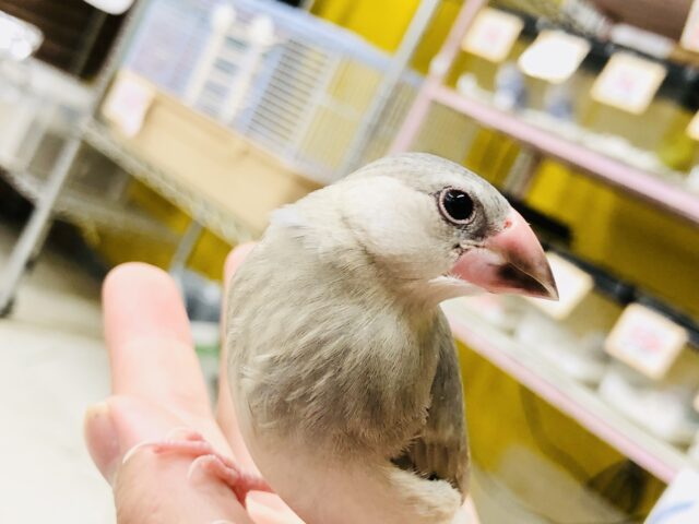 【最新画像更新☆☆】季節を先先どり！？　桜文鳥