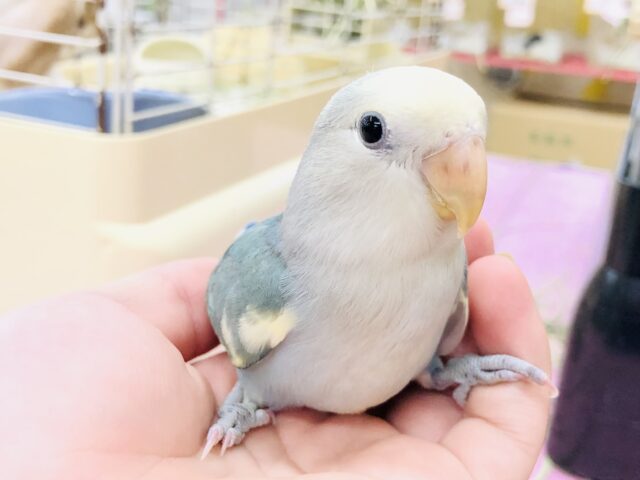 【最新画像更新☆☆】ワタワタからどんな美カラーに？？　コザクラインコ