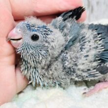 濃いブルーが素敵💙*゜サザナミインコ（ブルー）ヒナ