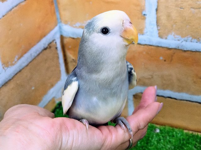 最新画像更新︎💕柄が個性的♡ちっちゃな怪獣♪小桜インコ（バイオレットパイド）